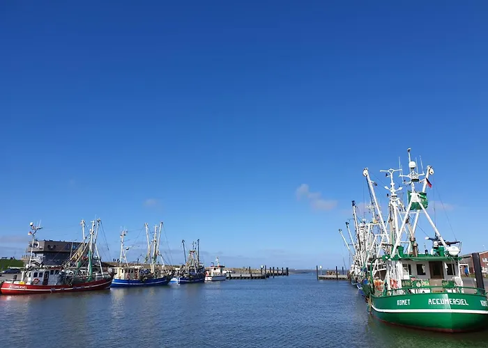 Strandschnecke ドルヌマージール